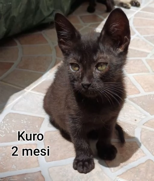 tanti gattini abbandonati | Foto 2