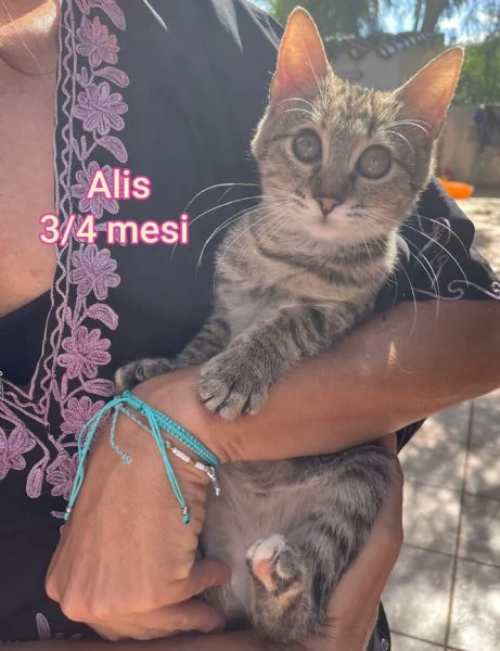 tanti gattini abbandonati | Foto 4