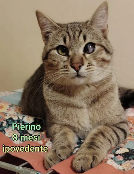 tanti gattini abbandonati | Foto 1