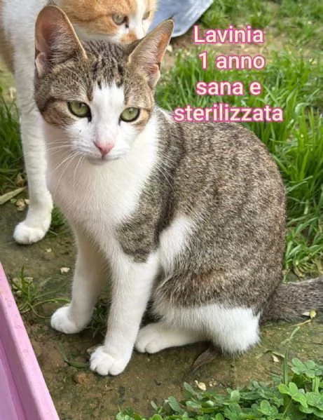 tanti gattini abbandonati | Foto 1