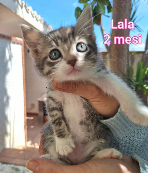 tanti gattini abbandonati