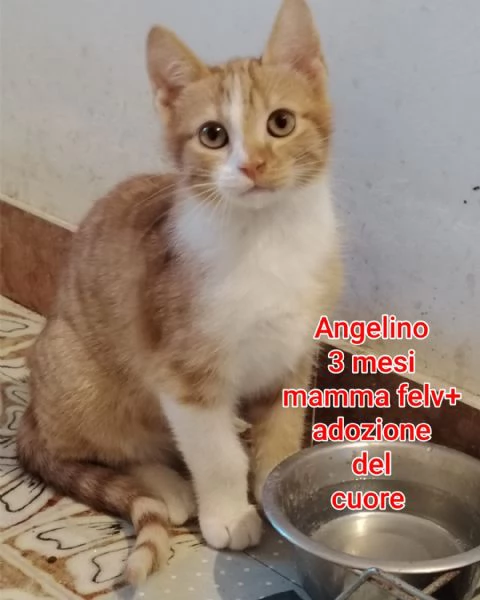 tanti gattini abbandonati | Foto 0