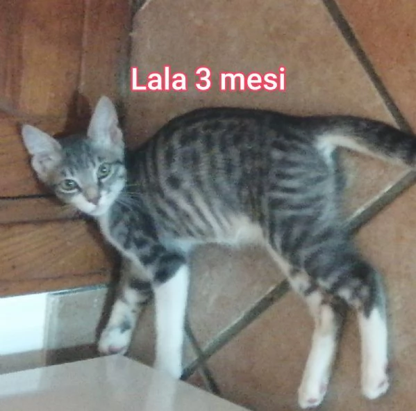 tanti gattini abbandonati | Foto 1