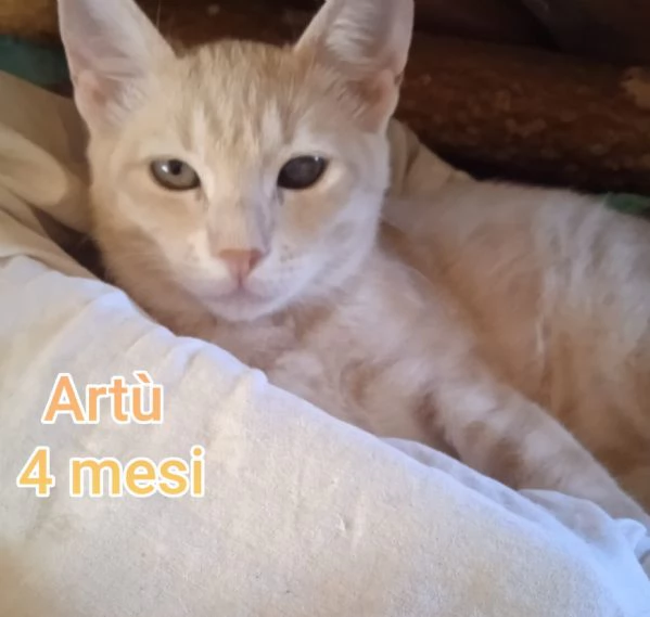 tanti gattini abbandonati | Foto 3