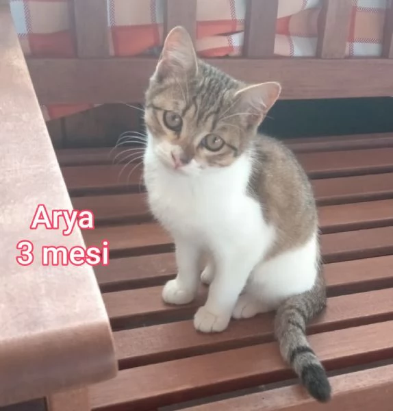 tanti gattini abbandonati