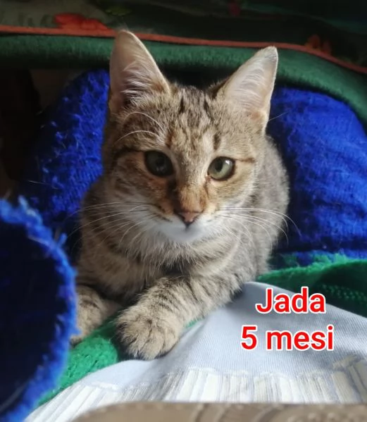 tanti gattini abbandonati | Foto 3