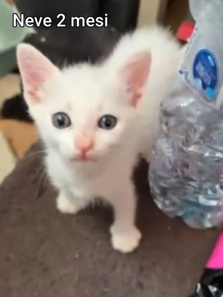 tanti gattini abbandonati | Foto 0