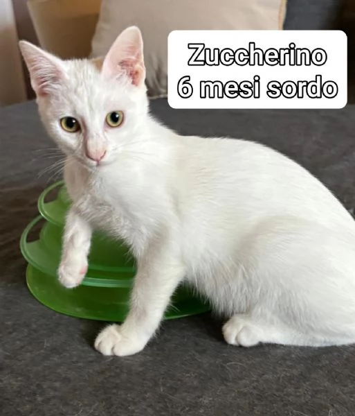 tanti gattini abbandonati | Foto 2