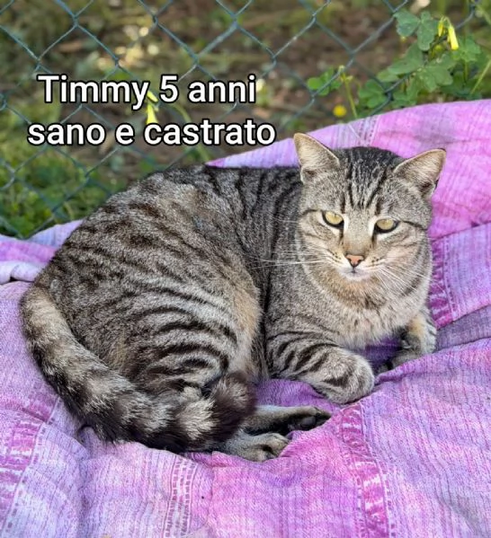 tanti gattini abbandonati | Foto 0