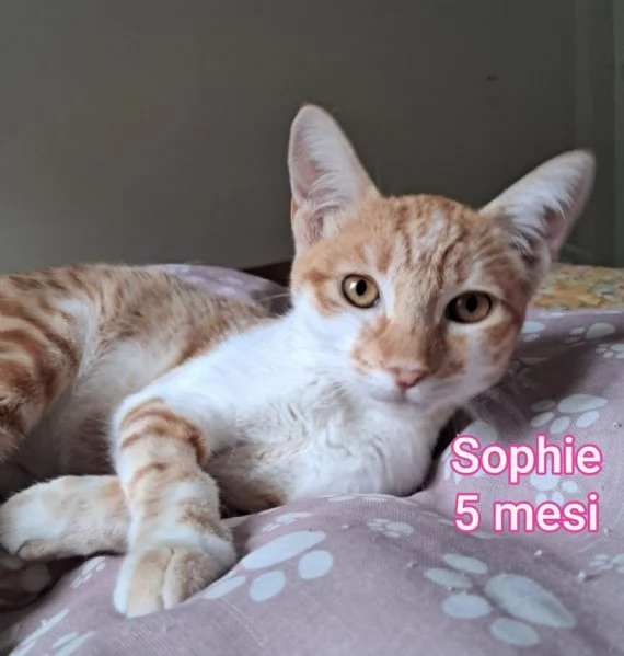 tanti gattini abbandonati | Foto 1