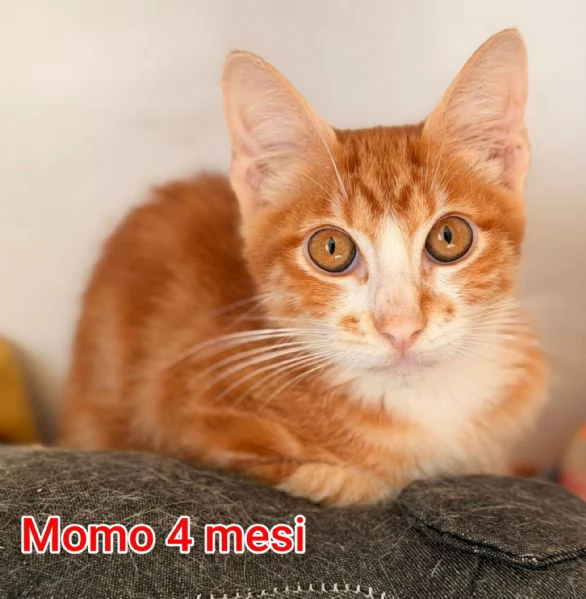 tanti gattini abbandonati | Foto 1