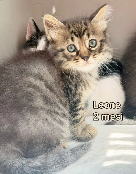 tanti gattini abbandonati | Foto 1