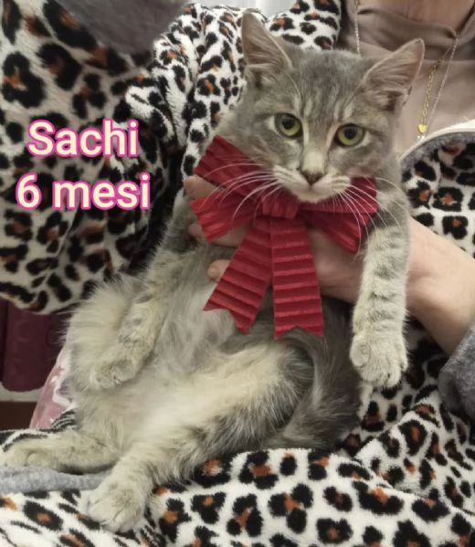 tanti gattini abbandonati | Foto 1