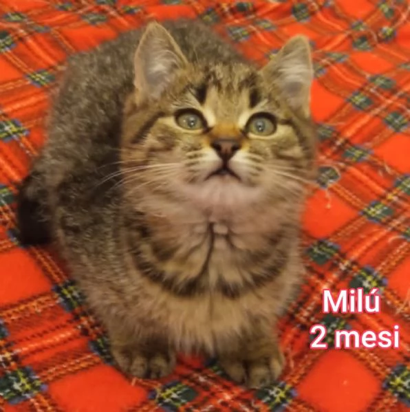 tanti gattini abbandonati | Foto 0