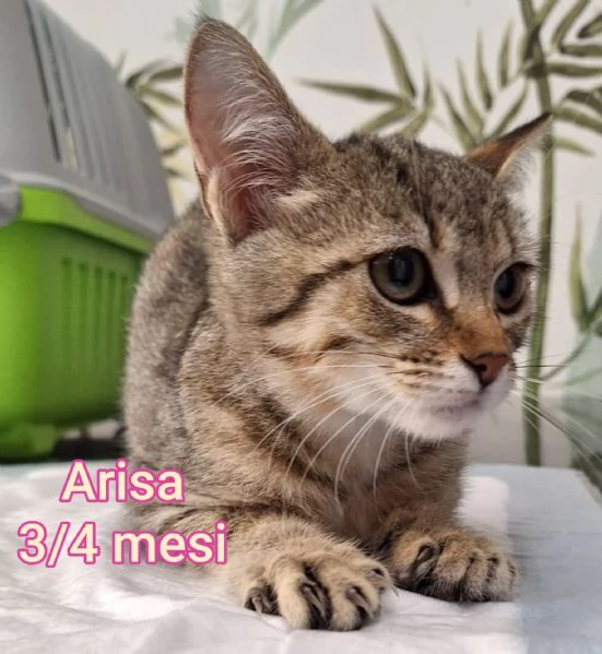 tanti gattini abbandonati | Foto 0