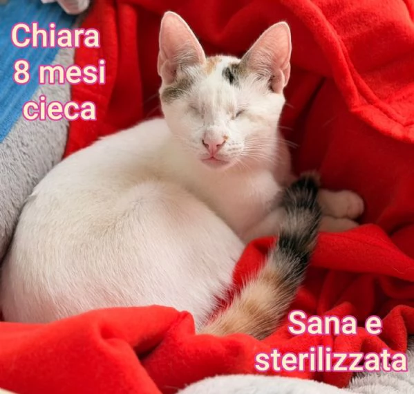 tanti gattini abbandonati | Foto 0
