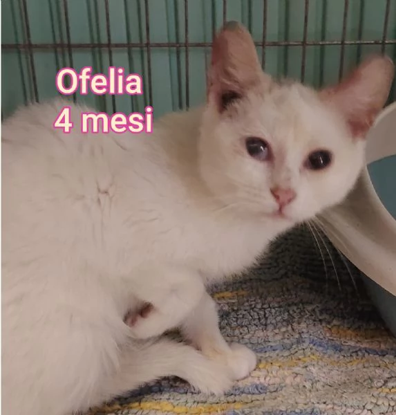 tanti gattini abbandonati