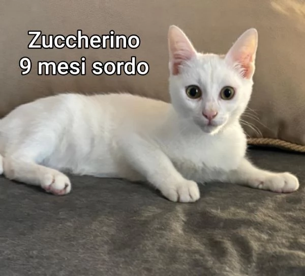 micini invisibili ed esclusi da chiunque | Foto 6