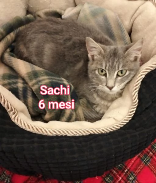 micini invisibili ed esclusi da chiunque | Foto 4