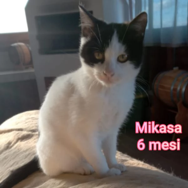 micini invisibili ed esclusi da chiunque | Foto 3