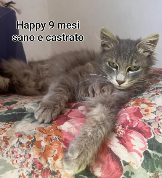 micini invisibili ed esclusi da chiunque | Foto 6