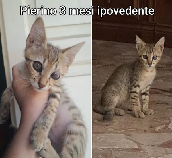 micini invisibili ed esclusi da chiunque | Foto 6