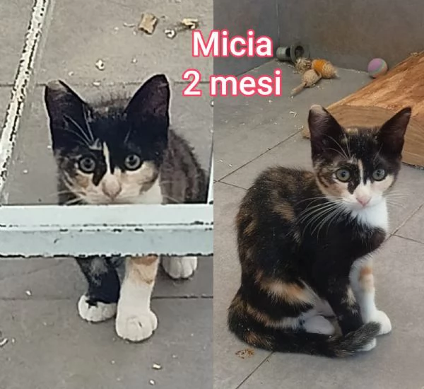 micini invisibili ed esclusi da chiunque | Foto 5