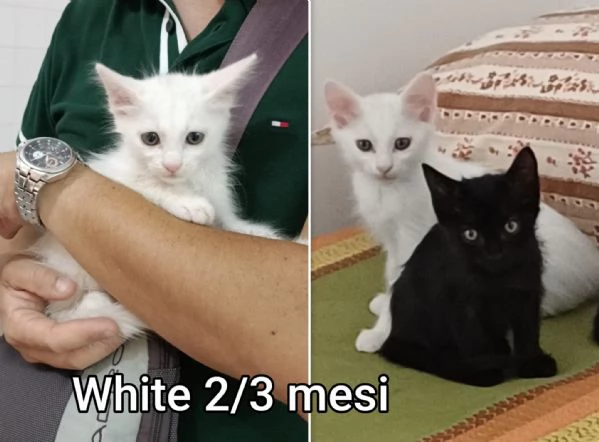 micini invisibili ed esclusi da chiunque