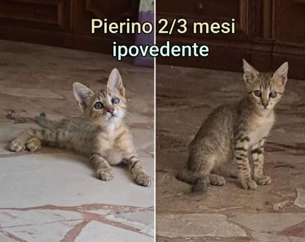 micini invisibili ed esclusi da chiunque | Foto 4