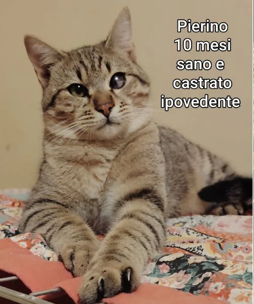 micini invisibili ed esclusi da chiunque | Foto 4