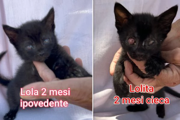 micini invisibili ed esclusi da chiunque | Foto 2