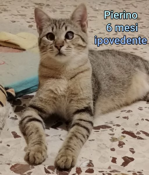 micini invisibili ed esclusi da chiunque | Foto 2