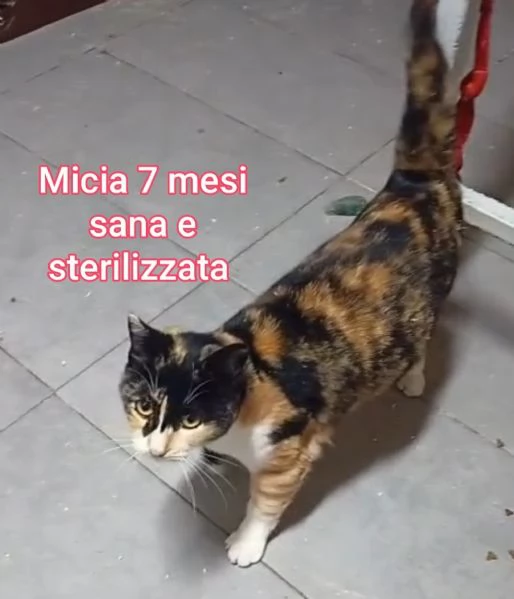 micini invisibili ed esclusi da chiunque | Foto 3