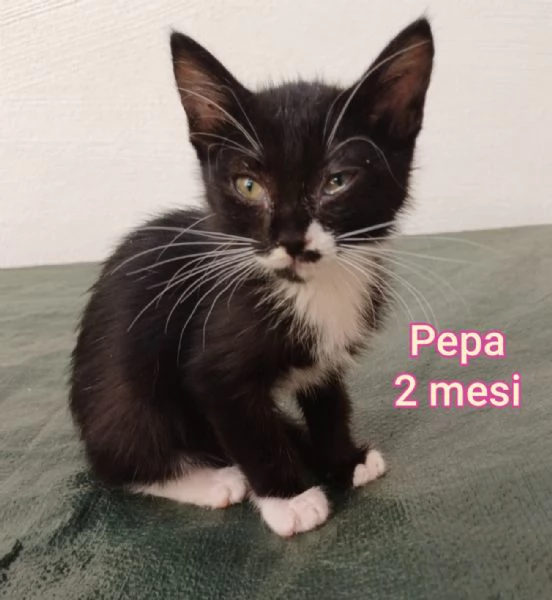 micini invisibili ed esclusi da chiunque | Foto 4