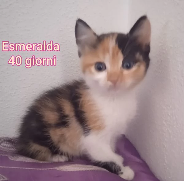 micini invisibili ed esclusi da chiunque