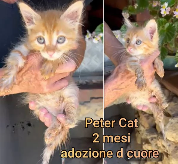 micini invisibili ed esclusi da chiunque | Foto 0