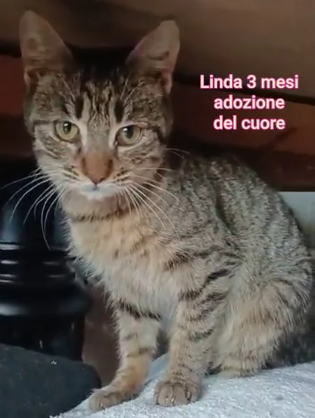 micini invisibili ed esclusi da chiunque | Foto 1