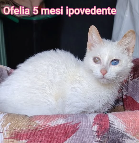 micini invisibili ed esclusi da chiunque | Foto 0