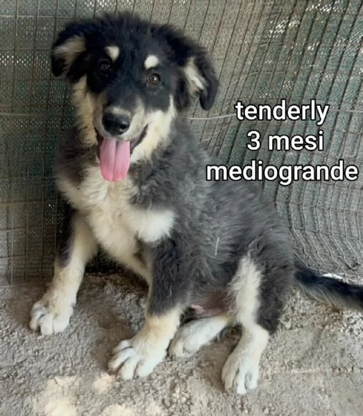 2 mesi cuccioli in adozione  | Foto 6