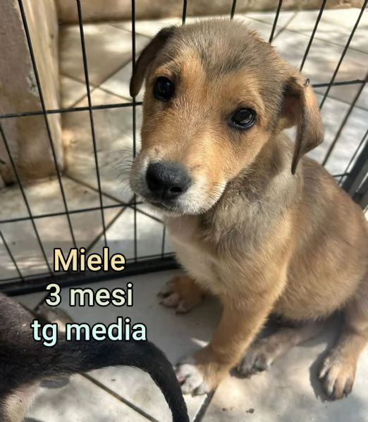 2 mesi cuccioli in adozione  | Foto 5