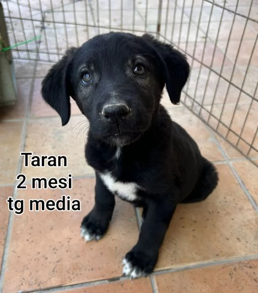 2 mesi cuccioli in adozione  | Foto 3
