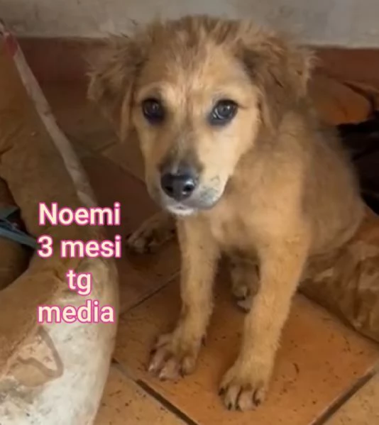 2 mesi cuccioli in adozione  | Foto 6