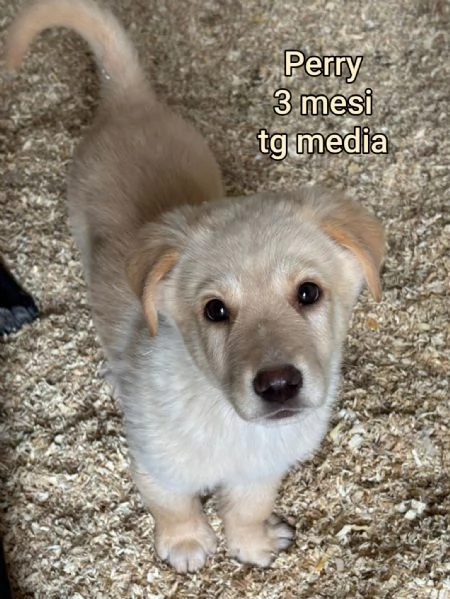 2 mesi cuccioli in adozione  | Foto 6