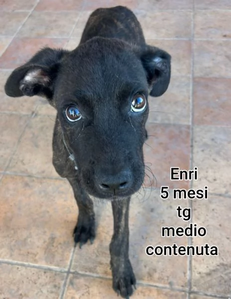 2 mesi cuccioli in adozione  | Foto 5