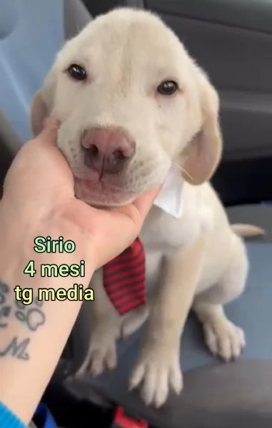 2 mesi cuccioli in adozione  | Foto 5