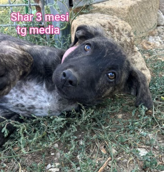 2 mesi cuccioli in adozione 