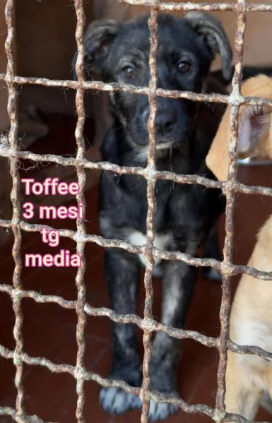 2 mesi cuccioli in adozione  | Foto 6