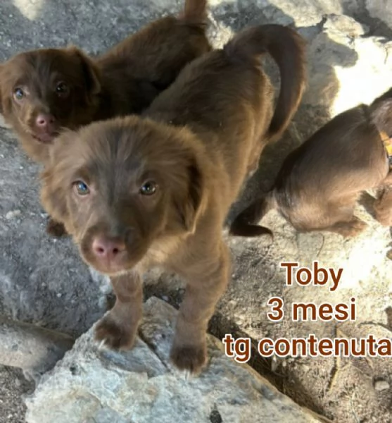 2 mesi cuccioli in adozione  | Foto 5
