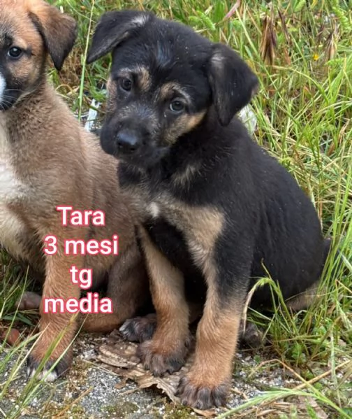 2 mesi cuccioli in adozione  | Foto 4