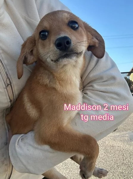 2 mesi cuccioli in adozione 